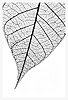 Fall Leaf No.2
